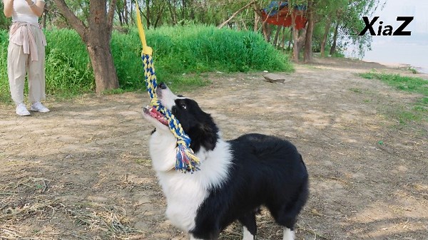 Watch XiaZ Dogs Toy Bungee Hanging Tether with 2 Chew Rope Toys on Amazon Live