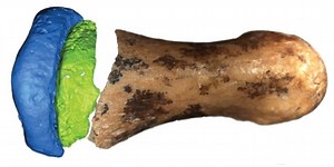 Denisovan fossil finger points to the timing of Neanderthal evolution