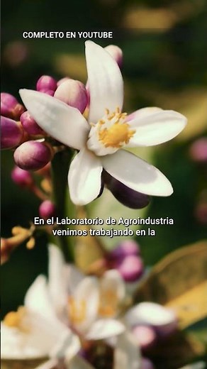 🍯 MIEL con IDENTIDAD: el valor de la Indicación Geográfica
