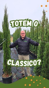 Cipresso Totem o Classico? Attenzione a non confonderli! ⚠️ Tutti li chiamano "Cipressi", ma sei sicuro di sapere quale scegliere per il tuo spazio? 🤔 Marco ci svela che, nonostante l'aspetto simile, queste due piante nascondono differenze fondamentali che potrebbero cambiare completamente l'estetica del tuo giardino (o del tuo terrazzo!) nel corso degli anni. ➡️ Perché uno dei due è quasi "magico" per chi ha poco spazio. ➡️ Il dettaglio chirurgico nel fogliame che solo un occhio esperto nota s