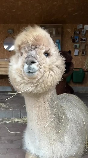 Alpaca Sexy Dance in Stormy Weather