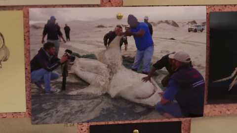 Watch what happens when 5 killer whales target one whale – they rip it apart