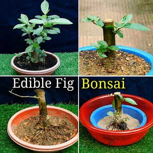 267K views · 4K reactions | How to Easily make a Bonsai Tree | Edible Fig Bonsai | Bonsai Tricks And a Lot More Official | Facebook