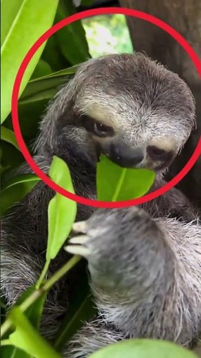 Sloths Aren’t Lazy… You’ve Been Lied To #sloth #animals #animalbehavior