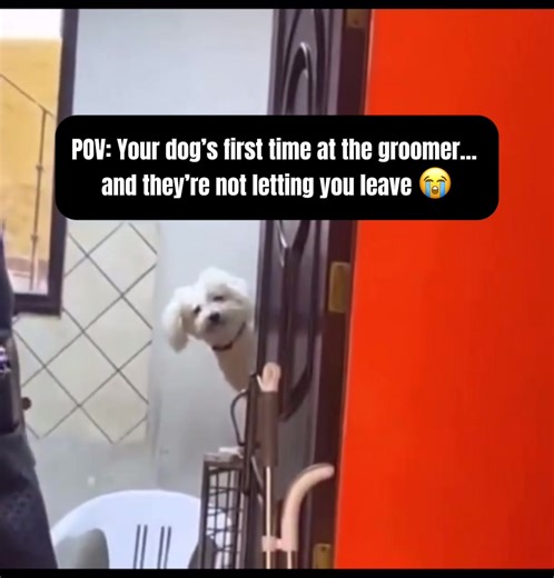 POV: Your dog’s first groomer trip… and they’re not taking their eyes off you