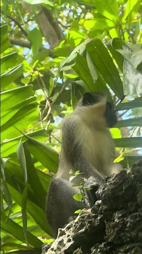 Zero Chill at Feeding Time - Green Monkeys Take Over Barbados Wildlife Reserve Barbados 🇧🇧
