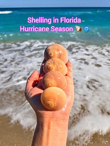 103K views · 3.7K reactions | Shelling in Florida Hurricane Season!  #shelling #hurricaneseason #floridabeaches #seashells #shells | The Seashell Mermaid | Facebook