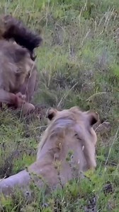 1.3K views | Legendary Bob Jr Last Fight (End of 7 years Rule) | Ocean Animals | Facebook