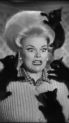 Dietmar Höpfl on Instagram: "They crossed a line. #cat #kitten #wig"