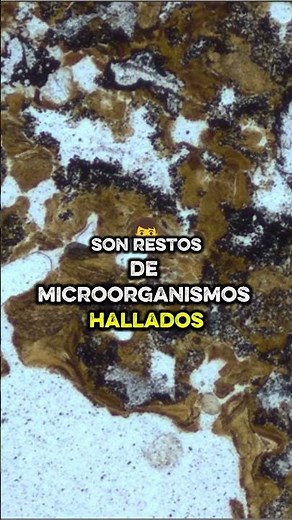 The world's oldest fossil. #Science #EarthHistory