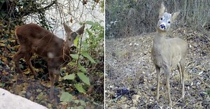 Capriolo bloccato nel Leno, l'Oipa invia richiesta di accesso agli atti: “Vogliamo chiarezza sulla reimmissione in libertà”