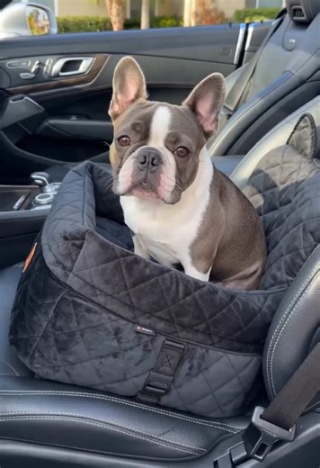 Traveling First Class with Your Dog: Tips and Tricks