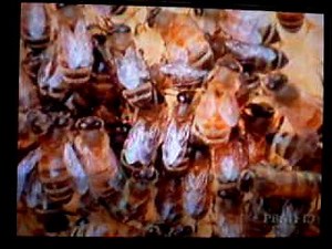 history detectives 1