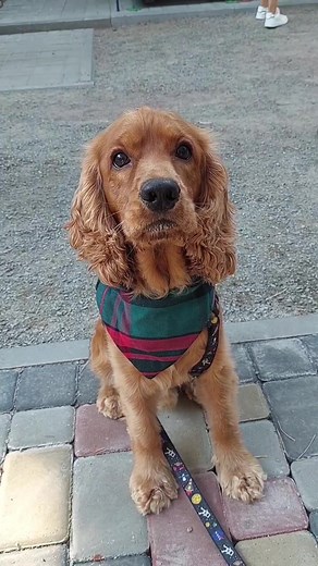 Adorable Dogs Displaying Unique Personalities