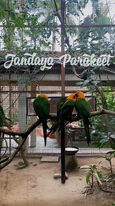 The Jendaya Parakeet is a small, colorful parrot from Brazil. It has a bright yellow head, green wings, and orange-red belly. These birds are very playful, social, and love being in groups, either with other birds or humans. They are also known for their loud calls.#JendayaParakeet #ColorfulBirds #ExoticParrots #ParakeetLove #WildlifeFacts #LangkawiWildlifePark #BirdLovers #TropicalBirds #ParrotLife #BeautifulBirds | LANGKAWI WILDLIFE PARK | Facebook
