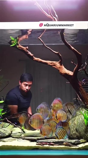 Stunning Grotto Aquarium Setup Available