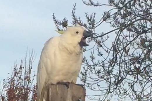You can’t un-hear this cockatoo’s dinosaur-like scream
