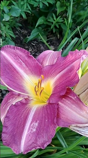 🌸 Daylilies are the BEST Summer Garden Plants🌺 #garden #cottagegarden #gardening