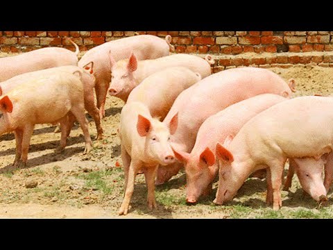 Pig Farming| Pig Farming Success Story| Pig Farming Start-Up| Challenges| Small Farm| For Beginners