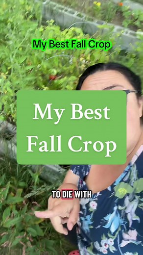 Growing Broccoli: My Best Fall Crop for Yield
