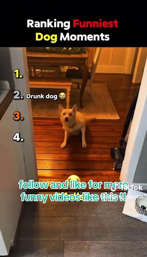 Ranking the Funniest Dog Moments