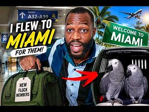 I Flew Across The Country For My NEW African Grey Parrots