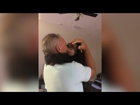 Little chimp greets foster parents with hugs and hoots