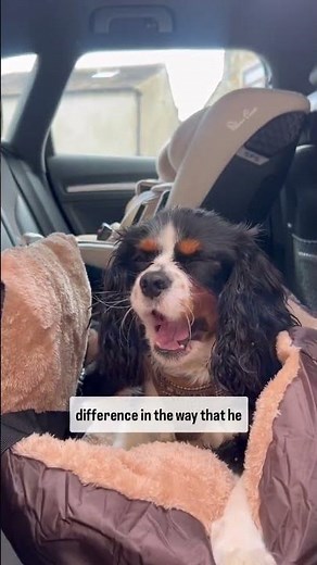 Dog Car Anxiety? See How ADAPTIL Transformed Our Pup’s Travels