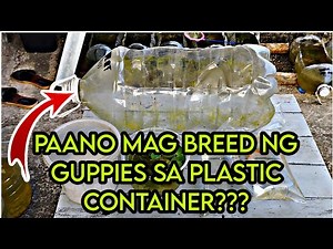 PAANO NGA BA MAG BREED NG GUPPIES? | Ace Fish Farm