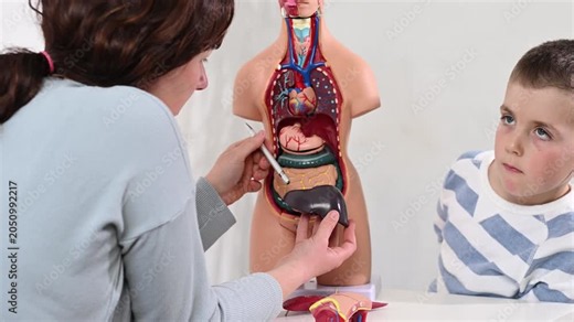 A mother explains human anatomy to her 6-year-old son using a special mannequin for preschoolers. This is a visual anatomical teaching aid.