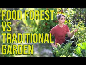 Food Forest vs Traditional Garden: Which one is better?
