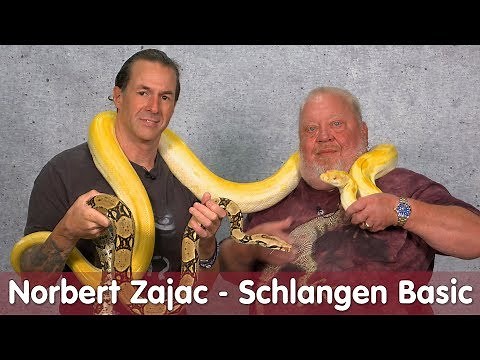 Norberts Zajac zu Besuch | Schlangen Basic bei M&S Reptilien