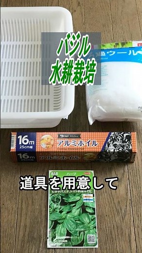 バジル 種まき～収穫 ろ過ウールで【水耕栽培】