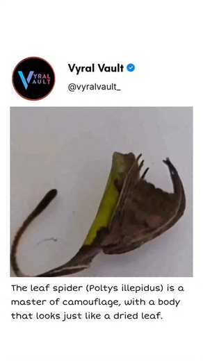 Vyral Vault on Instagram: "Poltys illepidus aka the leaf spider, which looks like a leaf. #spider"
