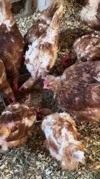 How to rehabilitate starved factory farm rescue laying hens #chicken #egg #farm #rescue