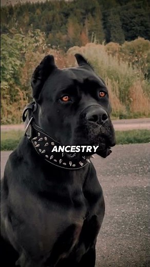 Meet the PLAYFUL Side of Rottweilers and Cane Corsos and Their Fierce Loyalty