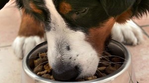 Hundefutter im Test: Stiftung Warentest untersucht Trockenfutter