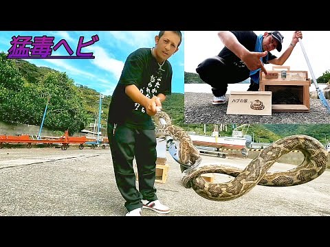 [Amami Oshima] Photographed two giant Habu snakes! Caught two more on the way back #highlypoisono...
