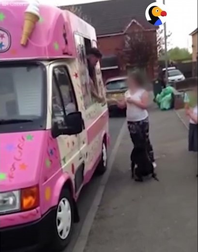 Dog Can't Contain His Excitement For The Ice Cream Truck