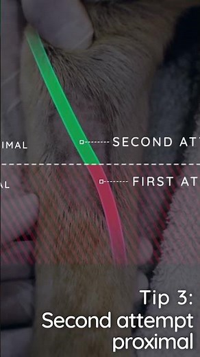 Tips for placing IV catheters in veterinary #clinicalskills #catheter #vet #vetschool #vettech #dog