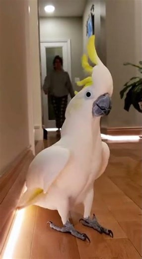 This Cockatoo Is Too Clever