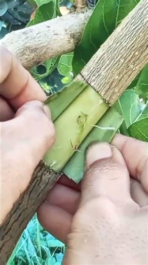 Air layering technique. Very easy and simple! Follow for more plant tipstips"🌱#airlayering