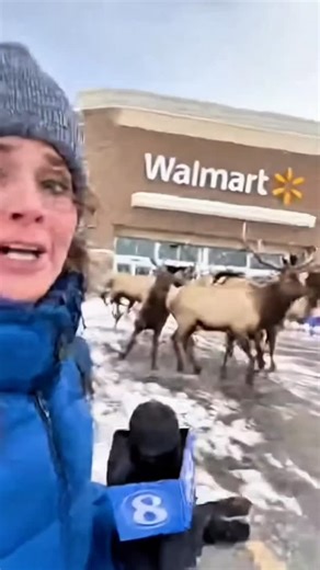 Park City, Utah - Walmart gets invaded by elk and mountain lions #parkcity #utah #sundance #elk #cougar 🦌 😻 | Utah Satire
