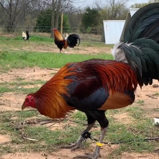 44K views · 3.6K reactions | TROY HATCH | TROY FARMS | Facebook