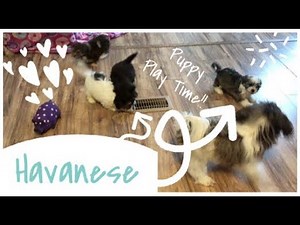 Puppy Play Time l Wittle Havanese