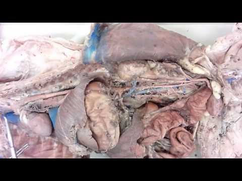 Cat Dissection: Abdominal Vasculature