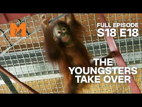 Youngsters Kiwi and Sibu Take Over the Nursery | Monkey Life Season 18 EP 18 | Monkey Life