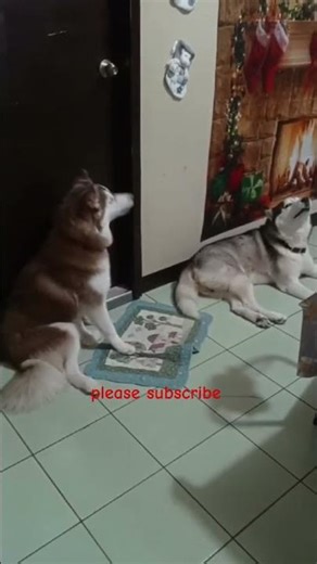#huskyhowling #huskyhowls #cutepets
