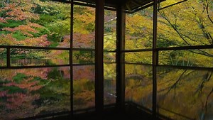 京都 瑠璃光院の青もみじと写り込みが美しい日本庭園｜静寂と和の風景