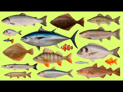 Learn Fish Names in Russian 🐟 | Fish Names in Russian | Vocabulary with Audio